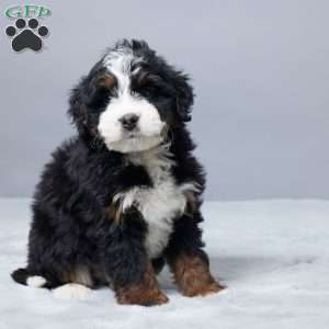 Nicolas, Mini Bernedoodle Puppy